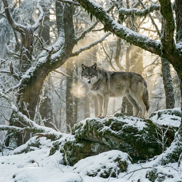 Lobo gris en un bosque nevado